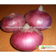 chinese fresh red onion lowest price